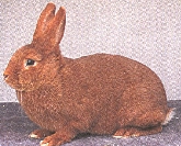 Rote Neuseel&auml;nder