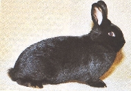 Schwarze Wiener