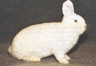 Wei&szlig;eWiener